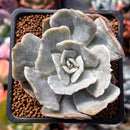 Echeveria 'Lilacina' Variegated/Mutated 2" Succulent Plant