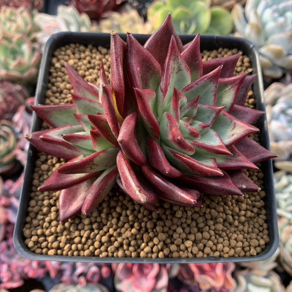 Echeveria Agavoides 'Electra Ebony' 4" Succulent Plant