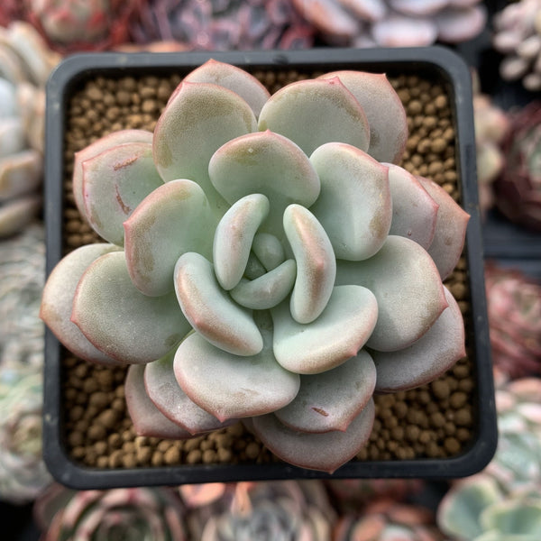 Echeveria 'Ice Cream' 3" Succulent Plant