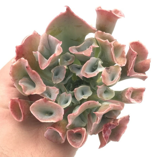 Echeveria 'Trumpet Pinky' 3" Succulent Plant