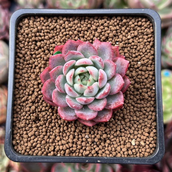 Echeveria 'Alliance' 1" Succulent Plant