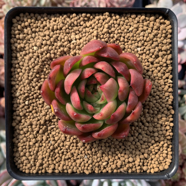 Echeveria Agavoides 'Prolifera' 3" Succulent Plant