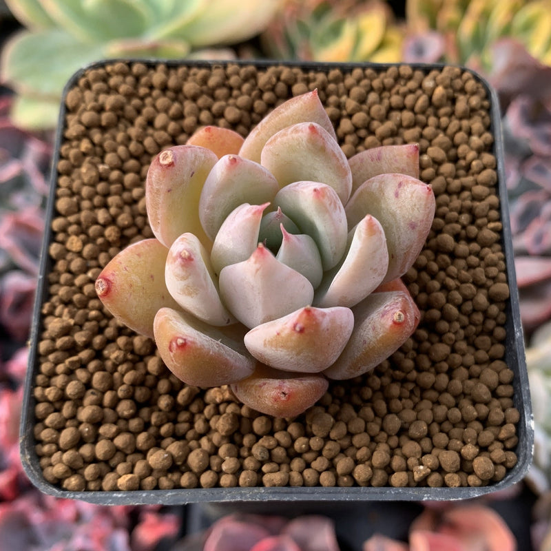 Echeveria 'Chiyo' 1” Succulent Plant