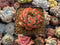 Echeveria Agavoides 'Pokeball' 1"-2" New Hybrid Succulent Plant