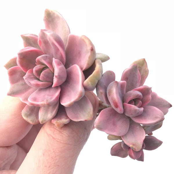 Graptoveria Mrs. Richards Cluster 4” Rare Succulent Plant