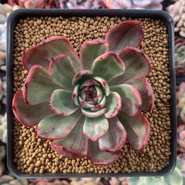 Echeveria Agavoides 'Star Boss' Variegated 3" Succulent Plant