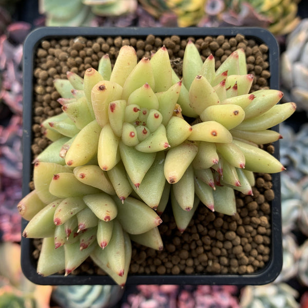 Echeveria Agavoides 'Gold Maria' Cluster 3" Succulent Plant