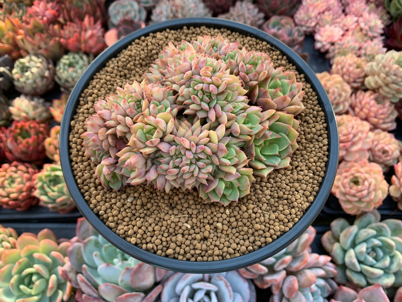 Echeveria 'Ramillette' Crested 4" Succulent Plant