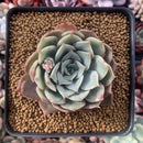 Echeveria 'Gemini' New Hybrid 2"-3" Succulent Plant