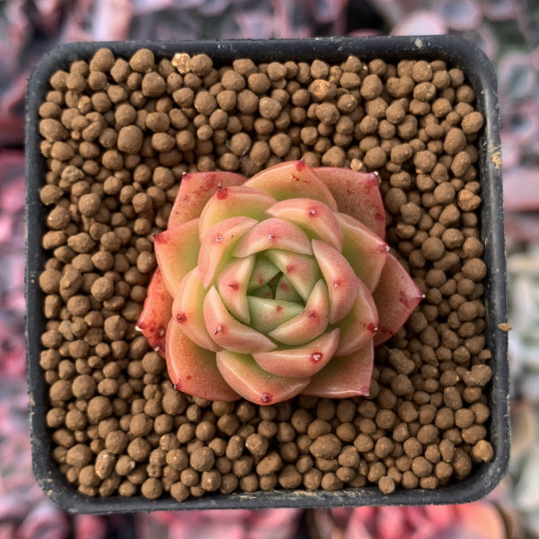 Echeveria Agavoides 'Spicy' Seedling 1" Very Small Succulent Plant