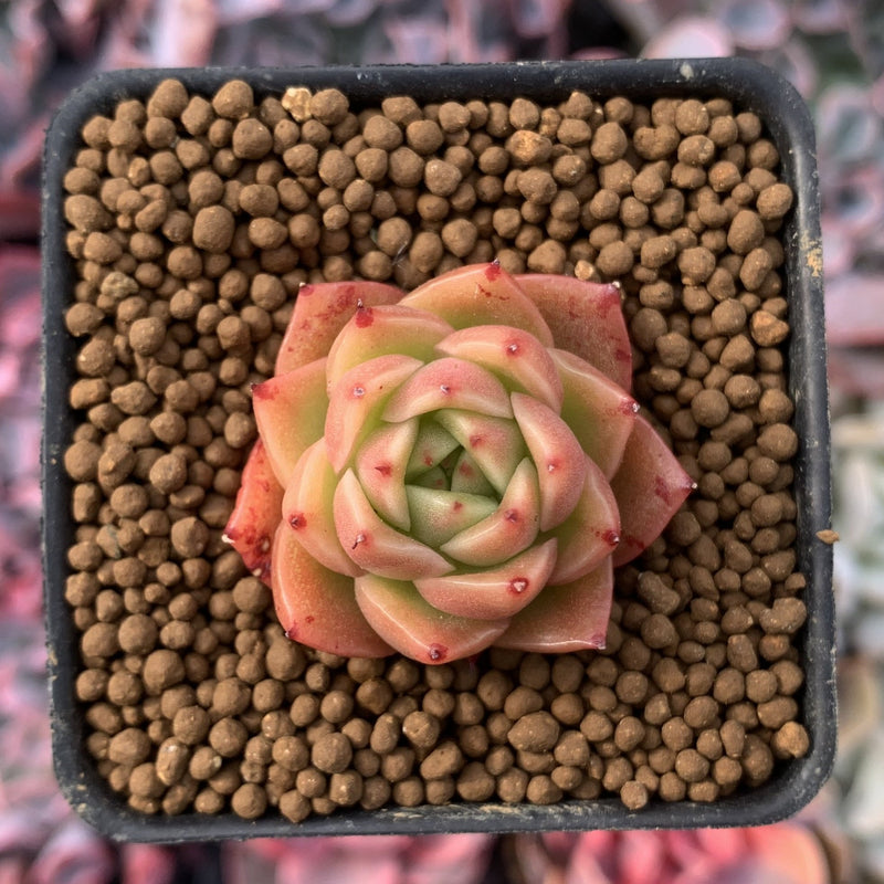 Echeveria Agavoides 'Spicy' Seedling 1" Very Small Succulent Plant