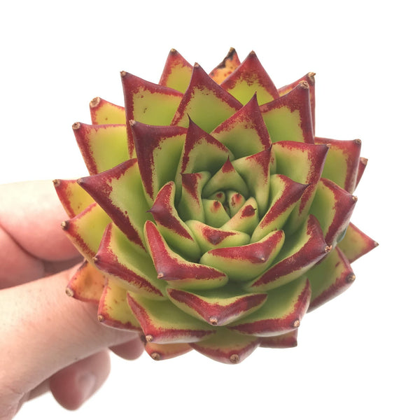 Echeveria Agavoides ‘Lipstick’ 3” Rare Succulent Plant