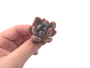 Echeveria 'Monroe Queen' 1"-2" New Hybrid Succulent Plant