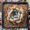 Echeveria 'Star Mark' 2" Succulent Plant