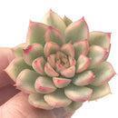 Echeveria 'Mebina' Variegated 1" Small Rare Succulent Plant