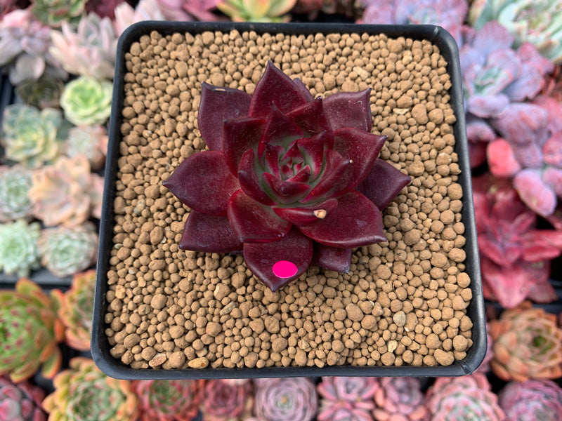 Echeveria Agavoides 'Luming' 4" Succulent Plant