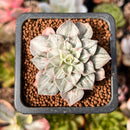 Graptopetalum 'Bellus' Variegated 1" Succulent Plant