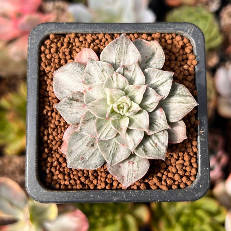 Graptopetalum 'Bellus' Variegated 1" Succulent Plant