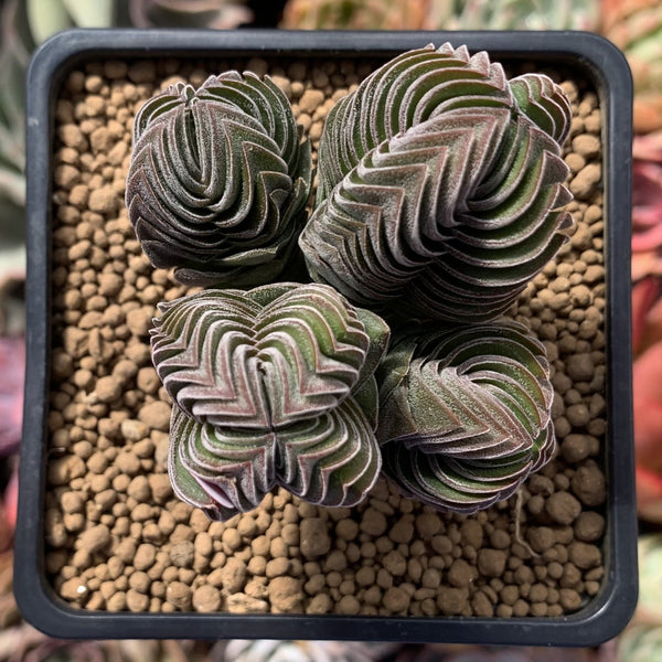 Crassula 'Buddha's Temple' 2"-3" Succulent Plant