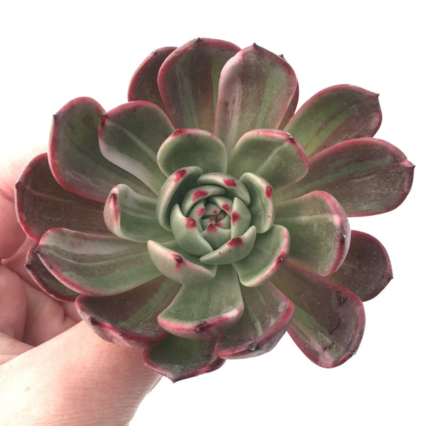 Echeveria Agavoides 'Star Boss' Variegated 4" Succulent Plant