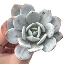 Echeveria 'Laui’ 3"-4" Powdery Succulent Plant