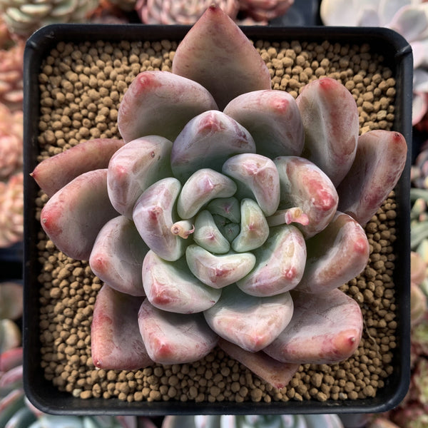 Echeveria 'Pena' 4" Succulent Plant