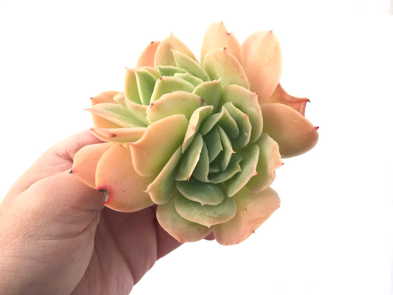 Echeveria 'Blade Runner' Crested 4" Rare Succulent Plant