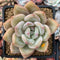 Echeveria 'White Champaign' 3" Succulent Plant