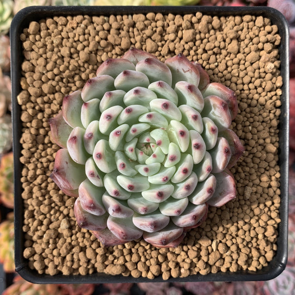 Echeveria 'Jackal' 3" Succulent Plant