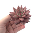 Echeveria Agavoides 'Sirus' 3" Succulent Plant