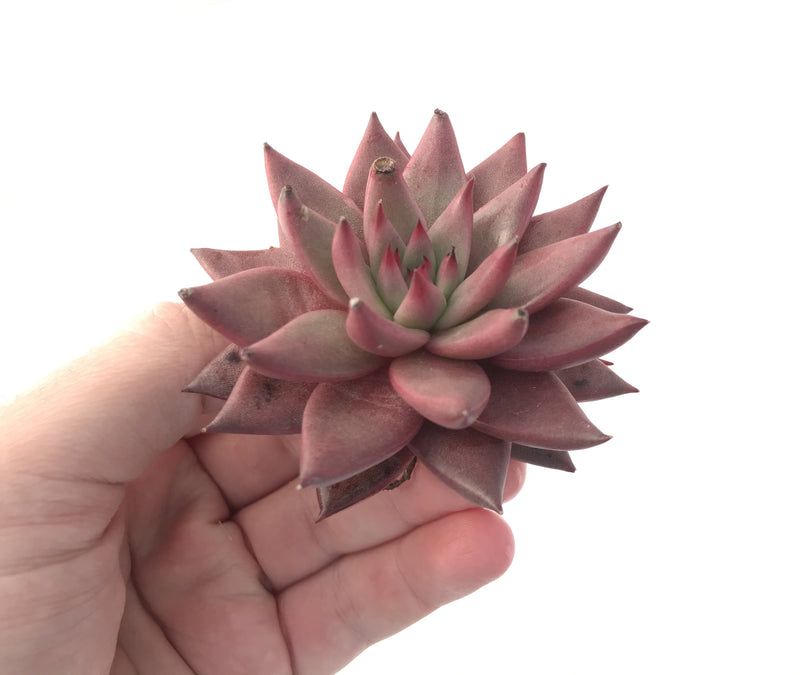 Echeveria Agavoides 'Sirus' 3" Succulent Plant