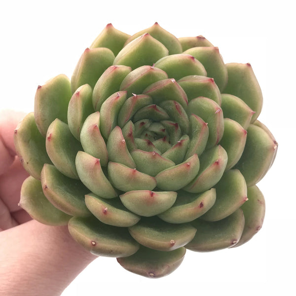 Echeveria Agavoides ‘Healing’ 3” Rare Succulent Plant