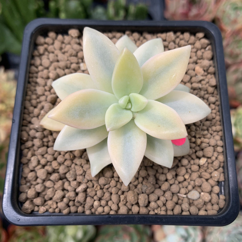 Graptopetalum 'Paraguayensis Awayuki' Highly Variegated 2" Succulent Plant