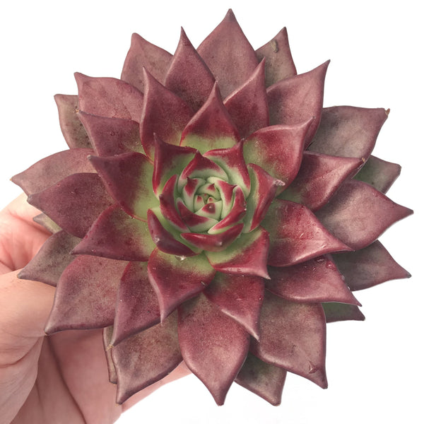 Echeveria Agavoides 'Electra' 6" Succulent Plant