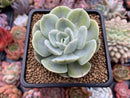 Echeveria 'Akaihosi' Unique Variegation 2" Succulent Plant