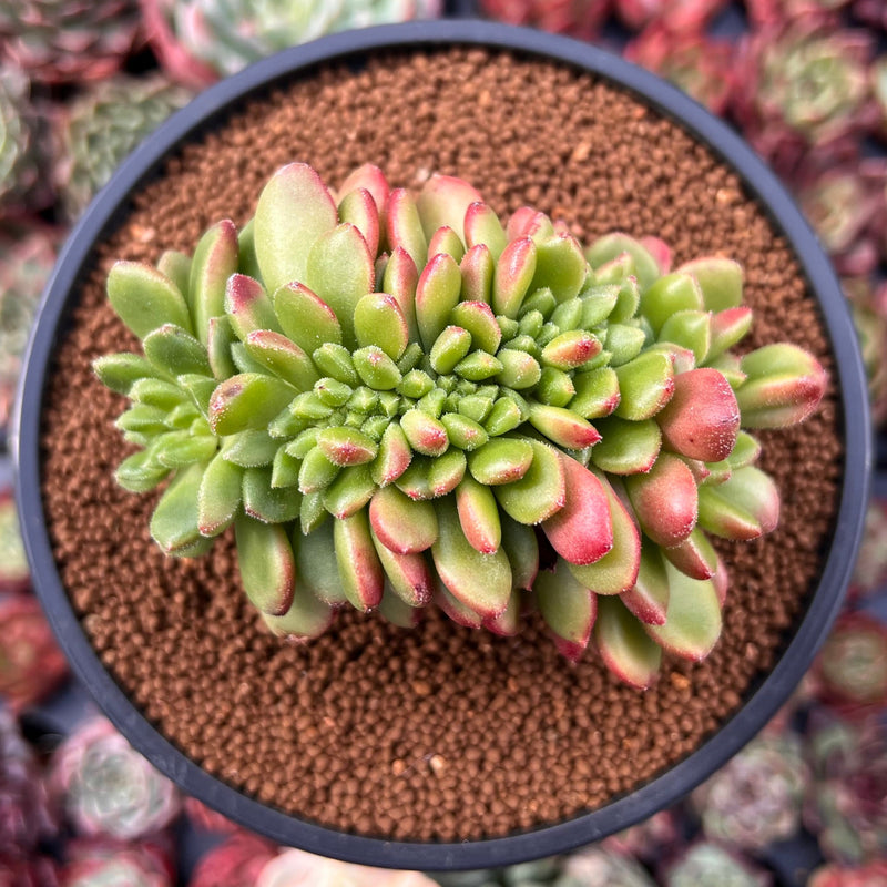 Cremneria 'Chubbs' Crested (Cremnophila linguifolia x Echeveria setosa var. ciliata) 3" Succulent Plant