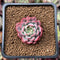 Echeveria 'Alliance' 1" Succulent Plant