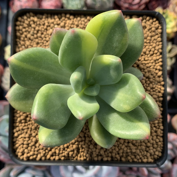 Pachyphytum 'Doctor Cornelius' Variegated 3"-4" Succulent Plant