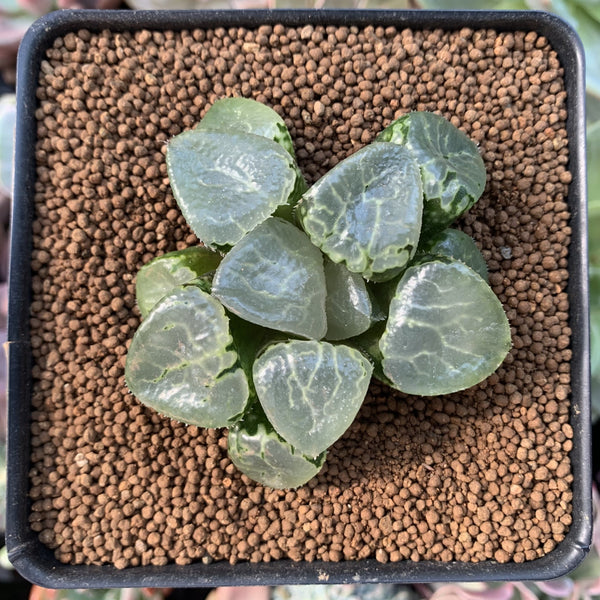 Haworthia 'Ikeda' Wide Leaf 2"-3" (No roots) Succulent Plant