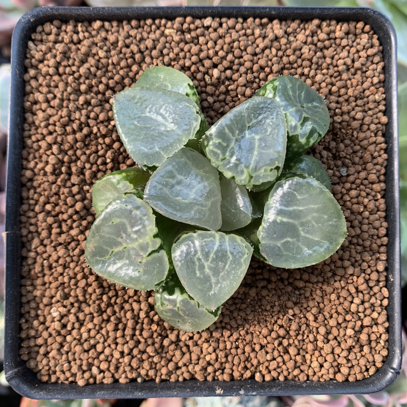 Haworthia 'Ikeda' Wide Leaf 2"-3" (No roots) Succulent Plant