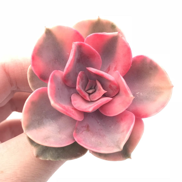 Echeveria Rainbow Variegated 3” Rare Succulent Plant