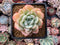 Echeveria 'Snow Bell' New Hybrid 2"-3" Succulent Plant