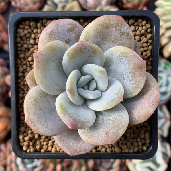 Echeveria 'Missing You' 2" Powdery Succulent Plant