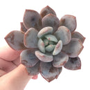 Echeveria Agavoides 'Baekya' 2"-3" Succulent Plant