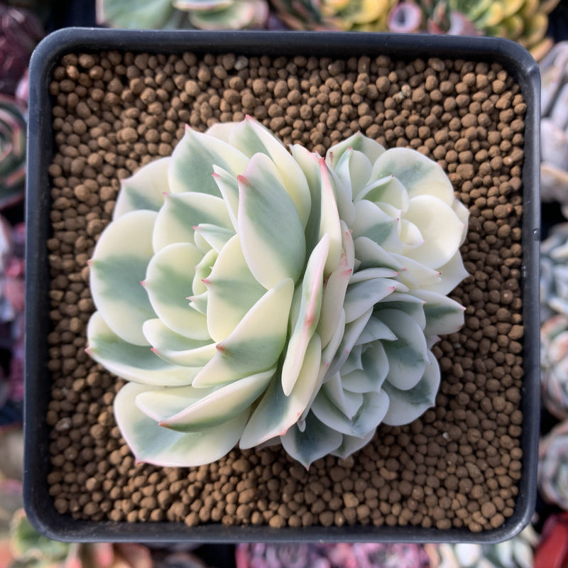 Echeveria 'Compton Carousel' Variegated Cluster 3" Succulent Plant