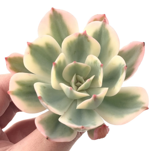 Echeveria 'Secunda' Variegated 4"-5" Succulent Plant