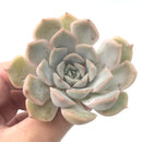 Echeveria 'Fiona' 2"-3" Rare Succulent Plant