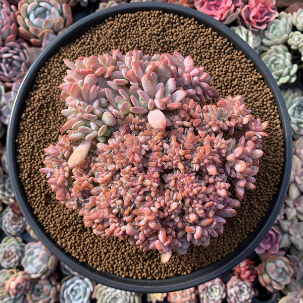 Echeveria 'Akinoshimo' Crested Cluster Large 6" Succulent Plant