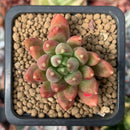 Pachyphytum Compactum 'Pink Glaucum' 1" Succulent Plant