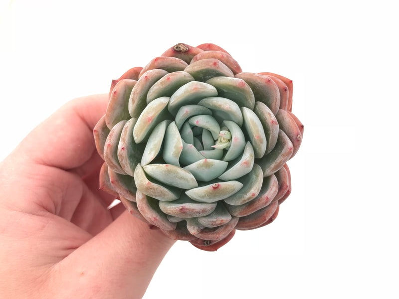 Echeveria ‘Yusuke’ 3” Rare Succulent Plant